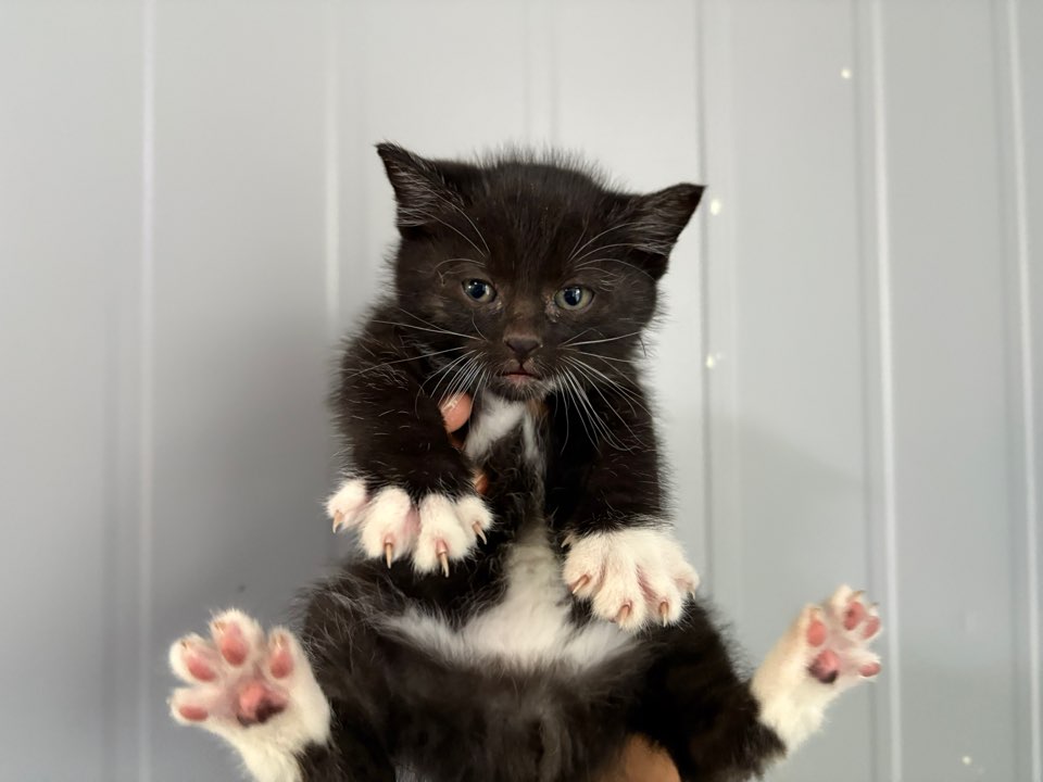 한국야생동물보호협회_441402202500626